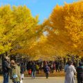秋の紅葉シーズンは国営昭和記念公園デートを楽しもう！
